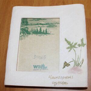 Pastel Flowers 6 x 6.5 Picture Frame Wilcor 3.5 x 5 Photo 6 x 6.5 Aleuritopteris